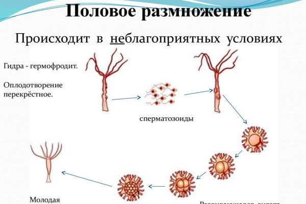 Ссылка на кракен через тор