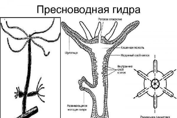 Кракен зеркало 2kraken biz